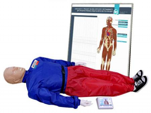 "Александр-01" тренажер-манекен взрослого пострадавшего для отработки приемов сердечно-легочной реанимации (голова, туловище, конечности) с контроллером и настенным табло - fgospostavki.ru - Королёв