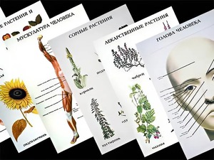 Таблицы по природоведению 1-3 класс (46 штук, формат А2) - fgospostavki.ru - Королёв