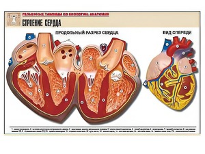 Рельефная таблица "Строение сердца" (формат А1, матовое ламинирование) - fgospostavki.ru - Королёв