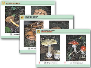 Комплект таблиц раздаточных "Грибы съедобные и несъедобные" (цветные, ламинированные, А4, 8 штук) - fgospostavki.ru - Королёв