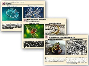 Комплект таблиц раздаточных "Ядовитые животные" - fgospostavki.ru - Королёв