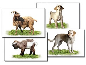 Набор карточек "Домашние животные" (раздаточные) - fgospostavki.ru - Королёв