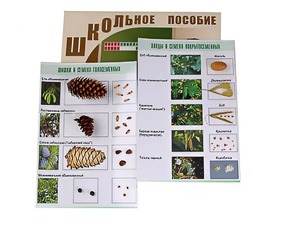 Коллекция "Шишки, плоды, семена деревьев и кустарников" - fgospostavki.ru - Королёв