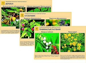 Гербарий фотографический "Ядовитые растения" - fgospostavki.ru - Королёв