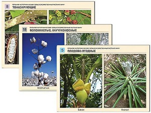 Гербарий фотографический "Сельскохозяйственные растения мира" - fgospostavki.ru - Королёв