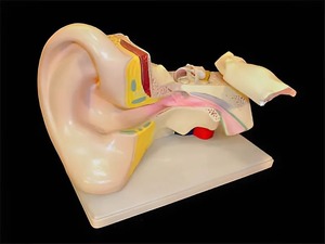 Модель уха - fgospostavki.ru - Королёв