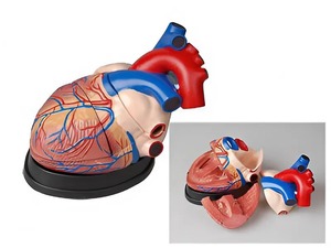 Модель сердца в разрезе (демонстрационная) - fgospostavki.ru - Королёв