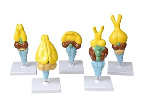 Комплект моделей строения мозга позвоночных - fgospostavki.ru - Королёв