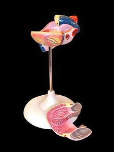 Модель сердца (лабораторная) - fgospostavki.ru - Королёв