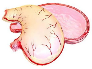 Модель желудка в разрезе - fgospostavki.ru - Королёв
