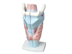 Модель гортани в разрезе - fgospostavki.ru - Королёв