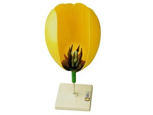 Модель цветка тюльпана - fgospostavki.ru - Королёв