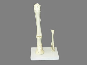 Модель "Скелет конечностей лошади и овцы" (на подставке) - fgospostavki.ru - Королёв