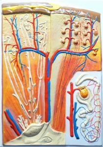 Модель барельефная "Почка" (макро-микростроение) - fgospostavki.ru - Королёв