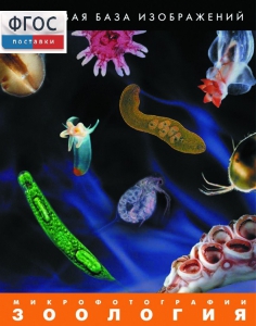 Зоология. Микрофотографии. (Цифровая база изображений) - fgospostavki.ru - Королёв
