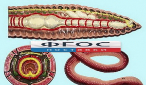 Модель барельефная "Внутреннее строение дождевого червя" - fgospostavki.ru - Королёв