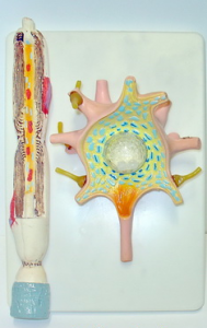 Модель "Нейрона" - fgospostavki.ru - Королёв