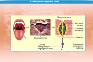 Интерактивные курсы. Биология 10 класс. Базовый. - fgospostavki.ru - Королёв