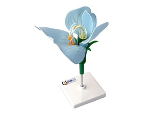 Модель цветка гороха - fgospostavki.ru - Королёв