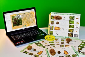 Коллекция натурально-интерактивная "Шишки, плоды, семена деревьев и кустарников" - fgospostavki.ru - Королёв