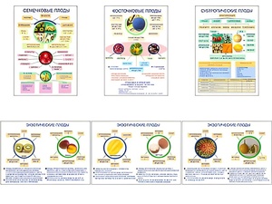 Плакаты ПРОФТЕХ "Плоды" (6 пл, винил, 70х100) - fgospostavki.ru - Королёв