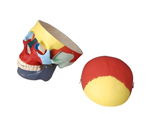 Модель "Череп человека с раскрашенными костями" - fgospostavki.ru - Королёв