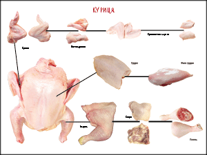 Таблица "Правила разделки мясных туш. Курица" (100х140 сантиметров, винил) - fgospostavki.ru - Королёв