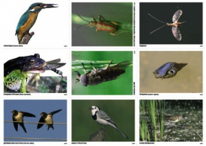 Комплект таблиц Природные зоны России. Сообщества (комплект 18 таблиц) - fgospostavki.ru - Королёв
