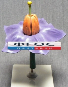 Модель "Цветок картофеля" - fgospostavki.ru - Королёв