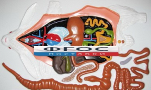 Модель барельефная "Внутреннее строение кролика" - fgospostavki.ru - Королёв