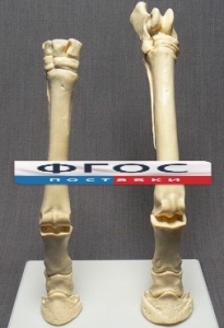 Скелет конечности лошади (передняя и задняя) на подставке - fgospostavki.ru - Королёв