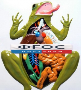 Модель барельефная "Внутреннее строение лягушки" - fgospostavki.ru - Королёв