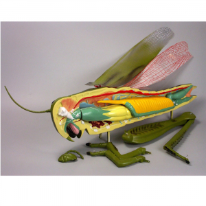 Модель "Кузнечик" - fgospostavki.ru - Королёв