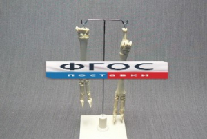 Скелет конечности овцы (передняя и задняя) на подставке - fgospostavki.ru - Королёв