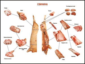 Таблица "Правила разделки мясных туш. Свинина" (100х140 сантиметров. винил) - fgospostavki.ru - Королёв