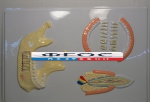 Модель барельефная "Челюсть человека" - fgospostavki.ru - Королёв