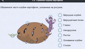 Интерактивные курсы. Биология 6 класс. Расширенный - fgospostavki.ru - Королёв