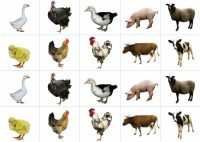 Комплект карточек "Запоминай, играй, считай" - Домашние животные - fgospostavki.ru - Королёв