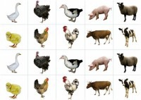 Комплект карточек "Запоминай, играй, считай" - Домашние животные - fgospostavki.ru - Королёв