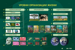 Электрифицированный стенд "Уровни организации жизни" - fgospostavki.ru - Королёв