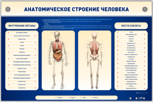 Электрифицированный стенд-тренажер c макетом скелета "Анатомическое строение человека" - fgospostavki.ru - Королёв