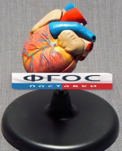 Модель "Сердце" (лабораторная) - fgospostavki.ru - Королёв