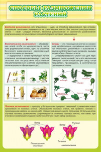Стенд "Способы размножения растений" - fgospostavki.ru - Королёв