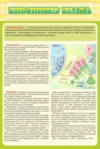 Стенд "Биосинтез белка" - fgospostavki.ru - Королёв