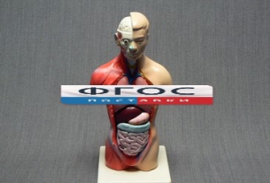 Модель Торс человека 42 сантиметра - fgospostavki.ru - Королёв