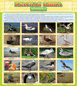 Стенд "Красная книга - птицы" - fgospostavki.ru - Королёв