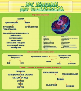 Стенд "От клетки до организма" - fgospostavki.ru - Королёв