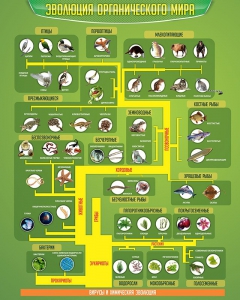 Стенд "Многообразие органического мира" - fgospostavki.ru - Королёв