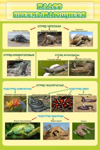 Стенд "Класс пресмыкающиеся" - fgospostavki.ru - Королёв