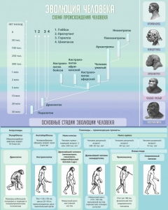 Стенд "Эволюция человека" Вариант 1 - fgospostavki.ru - Королёв